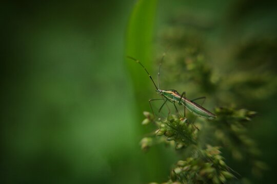 Macro shot of a Rice Ear Bug (Leptocorisa oratoria) perched on grass seeds.