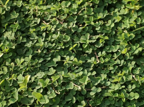Top view of dense green creeping tick trefoil (Desmodium triflorum) leaves covering the ground.