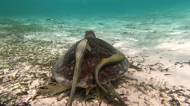 The green sea turtle (Chelonia mydas) with cleane fish is greazing on seagrass. Green sea turtles have a variety of parasites including barnacles, leeches, protozoans, cestodes, and nematodes.