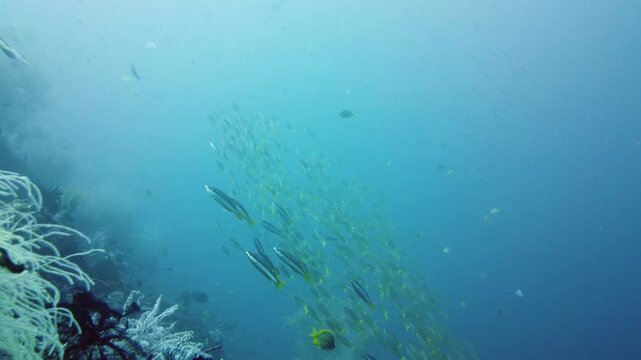 Coral garden seascape and underwater world. Colorful tropical coral reefs. Life coral reef. Leyte, Philippines.