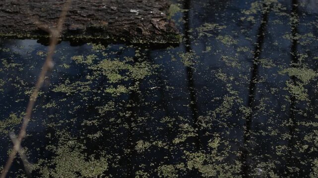 Mystical Forest Water Surface, Dark Nature Background. Beneath the Reflection, Something Watches. Unseen Movement.  Looped background video.
