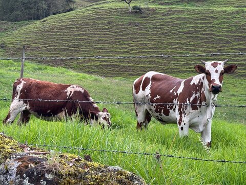 Hermosas vacas en potrero 