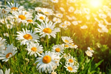 Obraz premium Flowers Bloom in a Sunny Meadow During Spring in the Afternoon Sunlight