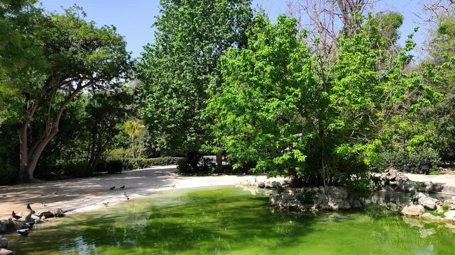 View of the serene green pond of Athens National Garden (Ethnikos Kipos), a lush public park in the heart of the city. 