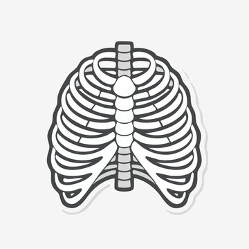 Rib Cage Illustration