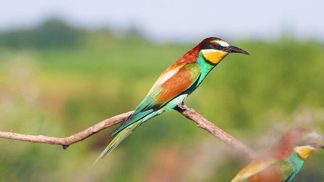 Vibrant European Bee-eater Resting on a Twig with Blurred Green Background