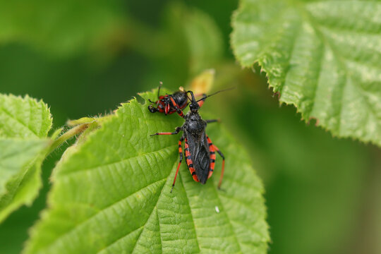 Rhynocoris annulatus
Rhynocoris annulatus in its natural element
