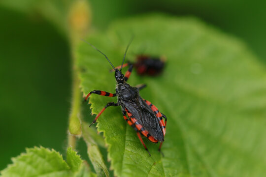 Rhynocoris annulatus
Rhynocoris annulatus in its natural element
