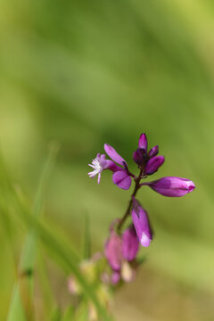 Polygala vulgaire (Polygala vulgaris)
Polygala vulgaris in flower
