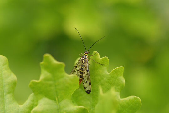 Mouche scorpion (Panorpa germanica)
Panorpa germanica in its natural element
