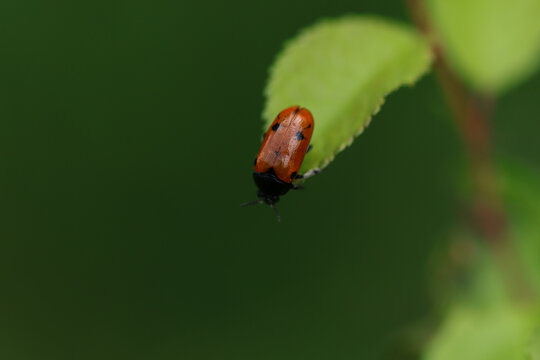 Clytre &agrave; petites taches (Clytra quadripunctata)
Clytra quadripunctata in its natural element
