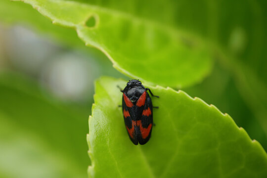 Cercope sanguin (Cercopis vulnerata)
Cercopis vulnerata in its natural element

