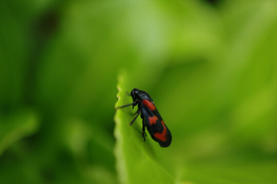 Cercope sanguin (Cercopis vulnerata)
Cercopis vulnerata in its natural element
