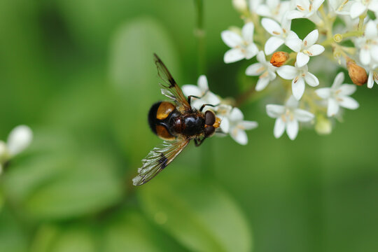 Volucelle enfl&eacute;e (Volucella inflata)
Volucella inflata in its natural element
