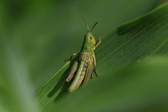 Criquet des p&acirc;tures (Pseudochorthippus parallelus)
Pseudochorthippus parallelus on an unidentified flower or plant
