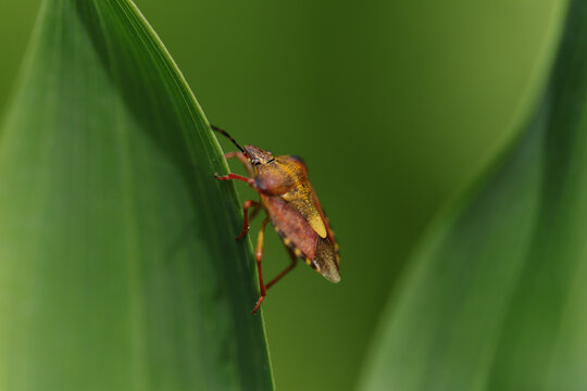 Punaise &agrave; pattes rouges --- Carpocore pourpr&eacute; (Carpocoris purpureipennis)
Carpocoris purpureipennis in its natural element
