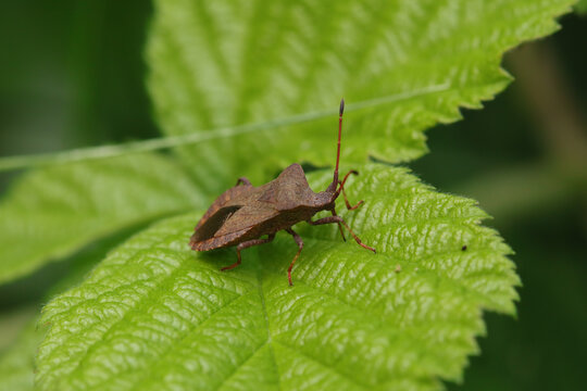 Cor&eacute;e margin&eacute;e --- Punaise brune (Coreus marginatus)
Coreus marginatus in its natural element
