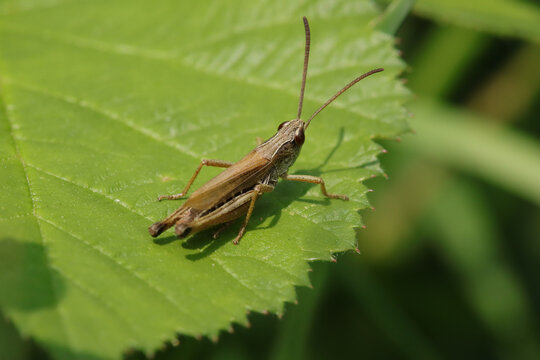 Criquet des p&acirc;tures (Pseudochorthippus parallelus)
Pseudochorthippus parallelus on an unidentified flower or plant
