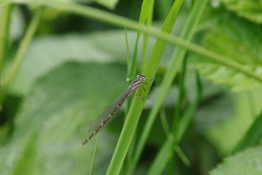 Agrion porte-coupe (Enallagma cyathigerum)
Enallagma cyathigerum on an unidentified flower or plant
