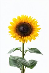 Obraz premium Vibrant sunflower blooming against a bright white background