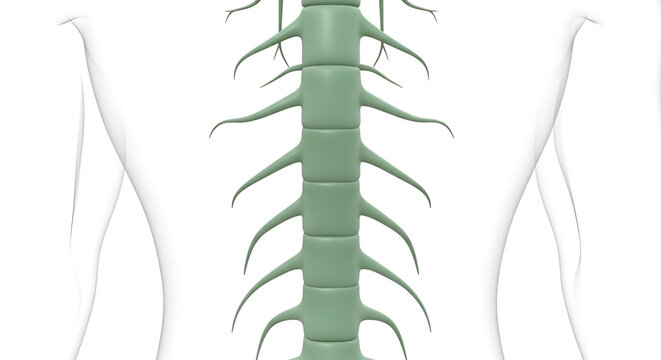 A detailed vector graphic illustration of a human spine with nerves, depicted in a medical style