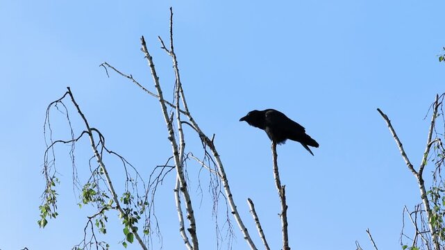 A crowing crow on a bare tree, a screaming black bird, a crow on a dead tree, bright blue sky, Corvus corone