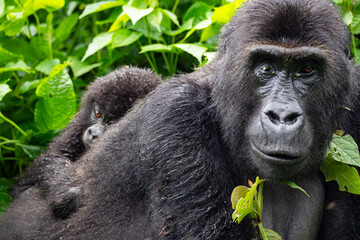 Fototapeta premium Eastern Lowland Gorilla at Kahuzi-Biega National Park in Democratic Republic of Congo