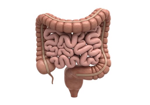 Human digestive system anatomy with large and small intestines