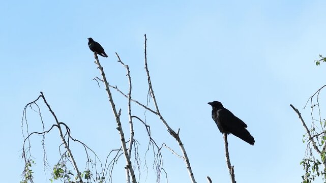Crow and starling on a bare tree, two different black birds, crow together with a starling on a dead tree, bright blue sky, Corvus corone, Sturnus vulgaris