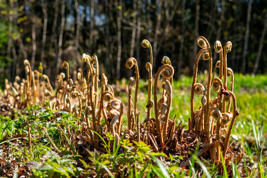 Group of young unfurling fern fiddleheads growing in a sunny forest, spring nature landscape, close-up of fresh vegetation, professional stock photograph for environmental, botany, and seasonal concep