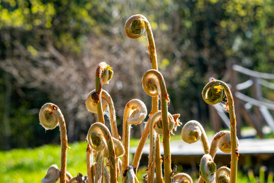 Young unfurling fern fronds in early spring, close-up of fiddleheads growing in a forest, nature, renewal, botanical background, high-quality stock photograph for environmental, biology, and seasonal 