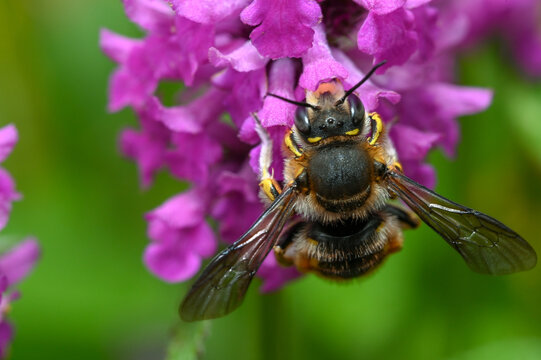 European Woll Carder Bee (Anthidium manicatum)