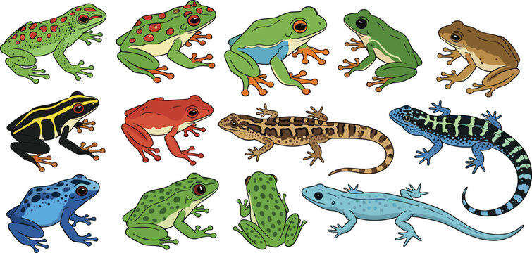 Tropical frog and lizard vector set featuring 13 species including poison dart frog tree frog and gecko in flat professional stock illustration style.
