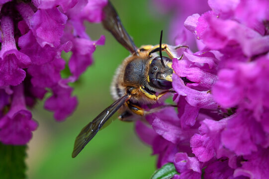 European Woll Carder Bee (Anthidium manicatum)