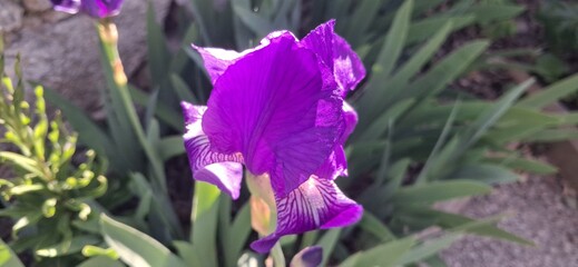 iris © Fred