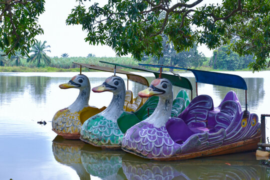 Colorful duck paddle boats resting on a calm lake surrounded by lush greenery. Peaceful tropical scenery perfect for travel, leisure, and outdoor recreation themes.