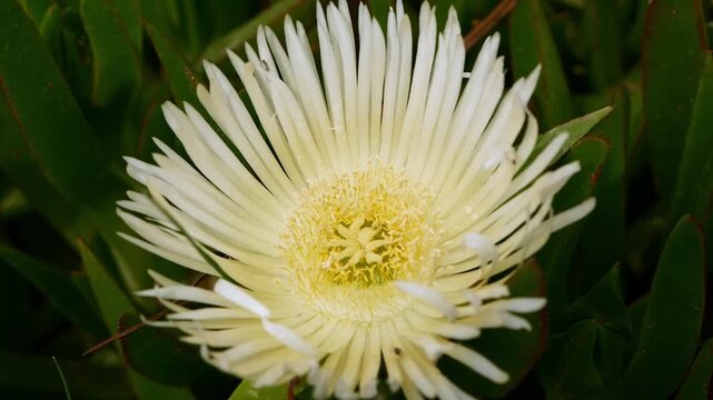 Close-up of Carpobrotus edulis (ice plant) flower blooming, white and yellow petals, coastal flora, summer blossom, nature footage, botanical video.