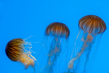 Three jellyfish in the blue water of an aquarium © Khaleel