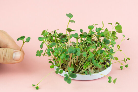 pea microgreens sprouts pink background holding single seedling organic gardening on plain surface minimal composition with copy space for banner design concept of healthy eating, agriculture, ecology