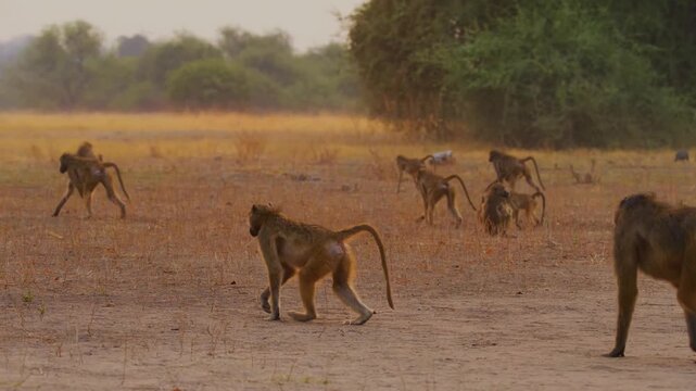 A large troop of baboons traverses a dry and dusty plain in the african wilderness. The social group moves together through the hazy golden light of the late afternoon in their natural habitat.