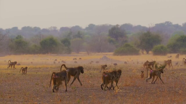 A large troop of baboons traverses a dry and dusty plain in the african wilderness. The social group moves together through the hazy golden light of the late afternoon in their natural habitat.