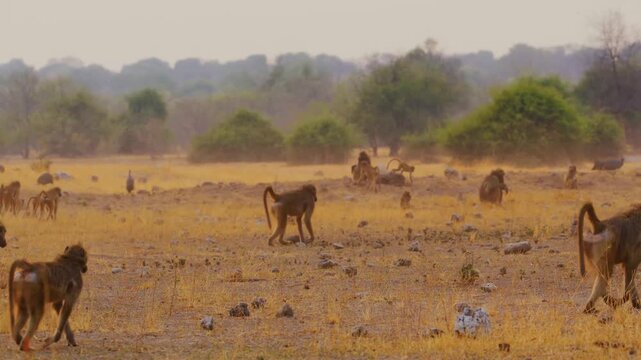 A large troop of baboons traverses a dry and dusty plain in the african wilderness. The social group moves together through the hazy golden light of the late afternoon in their natural habitat.