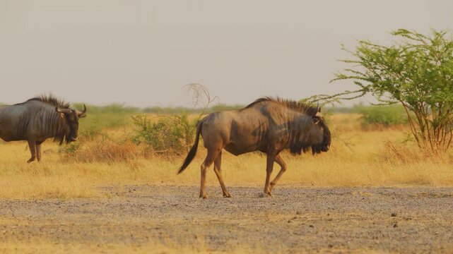 A dark blue wildebeest runs with a powerful stride through dry yellow grass in the african wilderness. This scene showcases the animal in its natural habitat during the hazy golden hour.