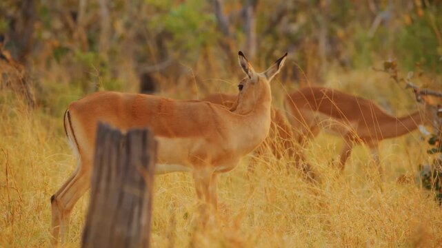 A small herd of impala antelopes moves slowly through a sunlit field of dry golden grass while foraging for food near sparse trees during the warm sunset hours in a natural wilderness environment.