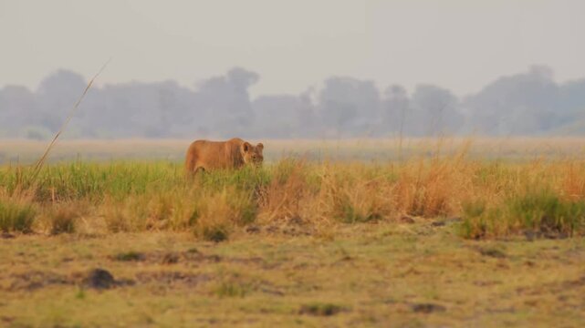 A solitary lioness walks stealthily through a vast african landscape of mixed green and dry grass under a hazy sky while surveying the open plains for potential prey during the daylight hours.