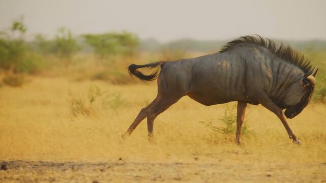 A dark blue wildebeest runs with a powerful stride through dry yellow grass in the african wilderness. This scene showcases the animal in its natural habitat during the hazy golden hour.