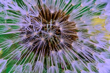 Dandelion bristles macro photo in Idaho © Nature Photo