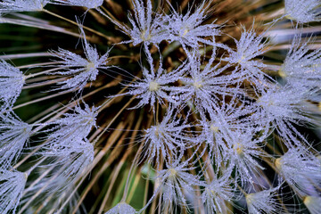 macro photo of Dandelion seed bristles with dew © Nature Photo