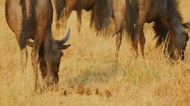 A group of blue wildebeest grazes on dry yellow grass in the african savannah during the golden hour while staying close to green bushes in a peaceful natural wildlife environment on the plains.