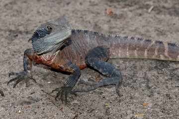 Obraz premium Male eastern water dragon Intellagama lesueurii lesueurii. Grand Canyon. Blue Mountains National Park. New South Wales. Australia.